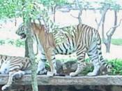 Tiger Escapade Vandalur