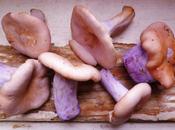 Wood Blewits: Most Beautiful Mushroom