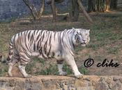 Vandalur Tiger Returns Another Released Bangalore Maneaters