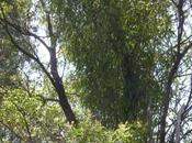 Australian Mistletoe