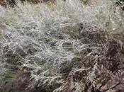 Gomphostigma Virgatum