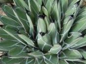Agave Ferdinandi Regis