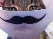 Funny Cats with Moustaches