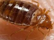 Bugs: Potential Vectors Chagas Disease?