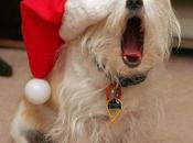 Check Holiday Headquarters Pets Parents