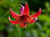 Canada Lily Lilium Canadense