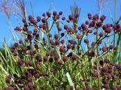 Lasting Charm Eryngium Pandanifolium