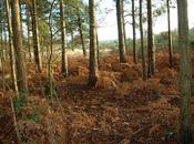 Miniature Gardens Different Sort