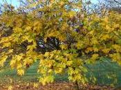 Acer Platanoides ‘Globosum’