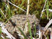 Collaborative Conservation Plan Eyed Wyoming Toad