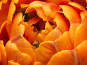 Photo: Orange Princess Tulip