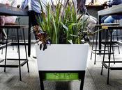 Glowpear Urban Garden