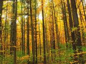 What Major Biomes World?