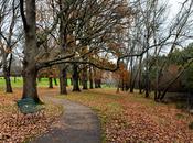 Autumn Leaves, Kyneton Botanic Gardens.