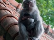 Sacred Monkey Forest Sanctuary, Ubud, Indonesia