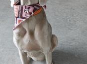 Doggies Take Vacation with DogVacay