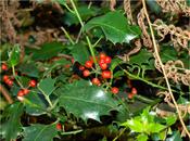 Canal-side Fungi Plants