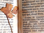 Looking Over Four Leaf Clover