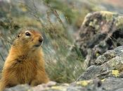 Squirrels Beavers Contributing Global Warming More Than Previously Thought