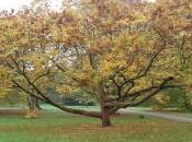 Zelkova Schneideriana