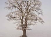 Recommended Reading: “Photographing Trees”