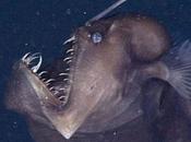 Watch: Rare Footage Black Seadevil