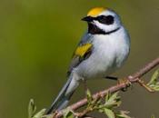 Creation: Birds Know Storm Coming