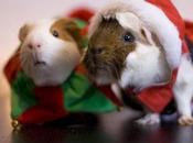 Photos: Small Animal Pets Wishing Merry Christmas