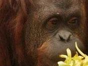 Court Rules Captive Orangutan ‘Non-Human Person’ Freed