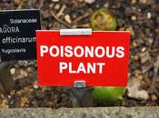 Poisonous Plants Modernist Masterpiece