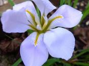 Boxing Flower Count 2014