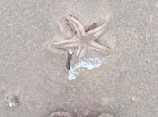 After Christmas: Beach, Snow Starfish