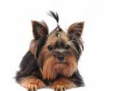 Yorkshire Terrier Dognapper Loose PGCo