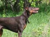 Featured Animal: Doberman Pinscher