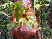 Platycerium Pretty Peculiar Plant