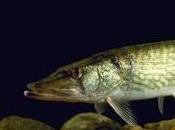 Featured Animal: Pike