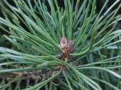 Plant Week: Pinus Mugo Subsp.