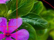 Golden Rectangle Effects Every Photographer Should Know About