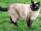 Featured Animal: Siamese