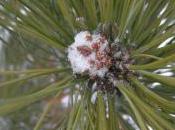 Plant Week: Pinus Jeffreyi