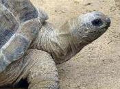 Featured Animal: Aldabra Giant Tortoise