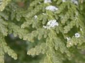 Plant Week: Chamaecyparis Lawsoniana