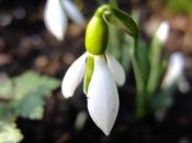 First Snowdrop Year 2015