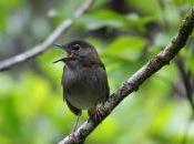 Help Hawaii’s Hyper-threatened Birds