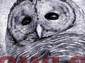 Danny Schmidt: Owls (solo Acoustic)