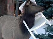 Animals Stuck Plastic Garden Chairs