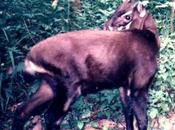 Save Endangered Bovine from Imminent Extinction