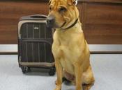 Abandoned Train Station with Suitcase