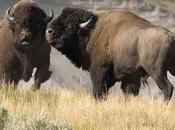 Montana Public Wants More Free-roaming Bison