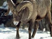 Animal Escapade This Time Bighorn Sheep from Dies..
